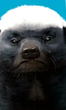 lányok