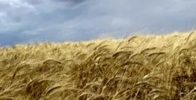 пченицата