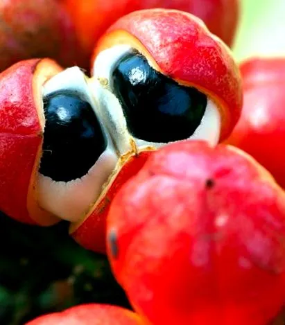 tested guarana