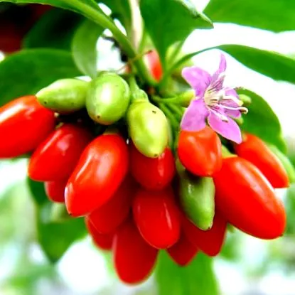 goji