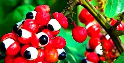 tested guarana