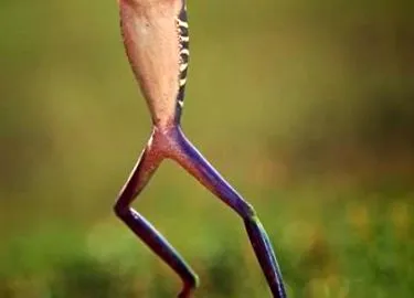 бизарни