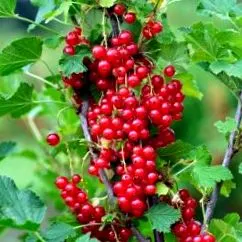 actinidia