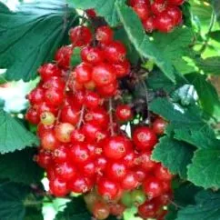 actinidia