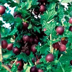 actinidia