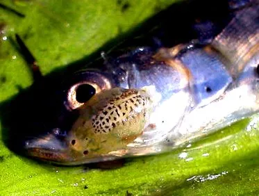 argulus