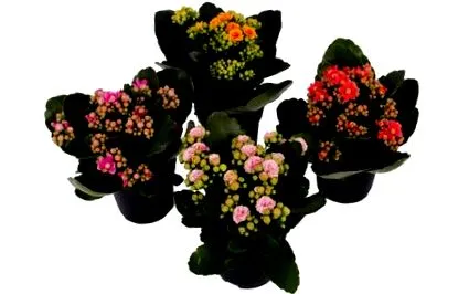 kalanchoe