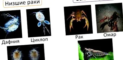 argulus