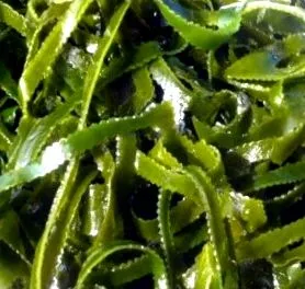 laminaria ellenjavallatok