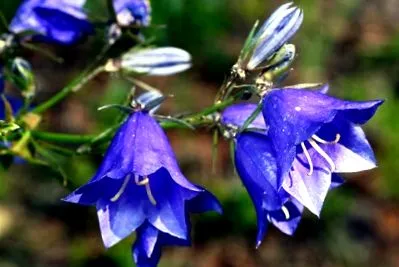 mostoha