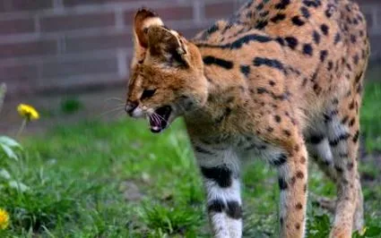 Panthera tigris