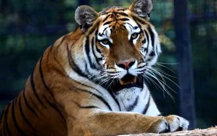 Panthera tigris