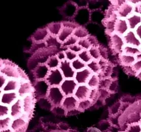 alimente alergeni