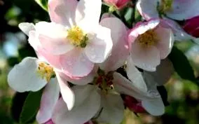 malus malus