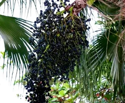 acai тонкі