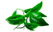 Matcha Slim