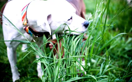 kutyák minden