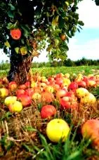 pere