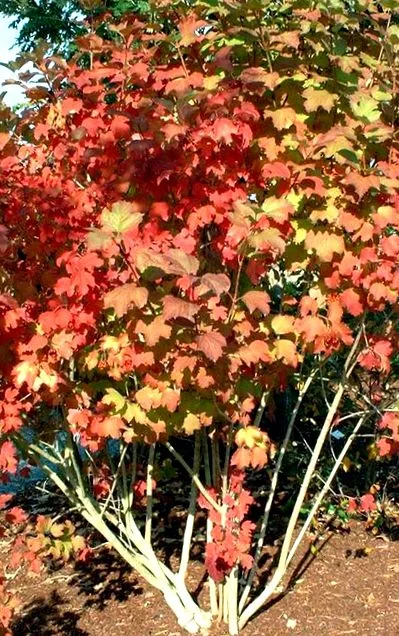 viburnum