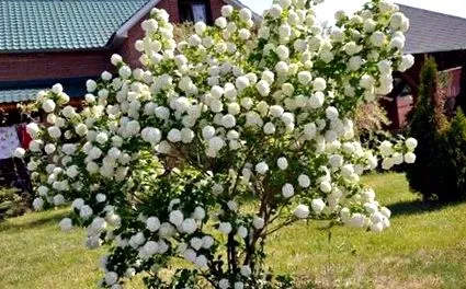 viburnum
