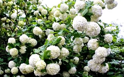 viburnum