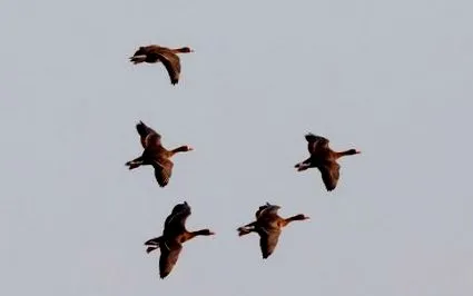 group
