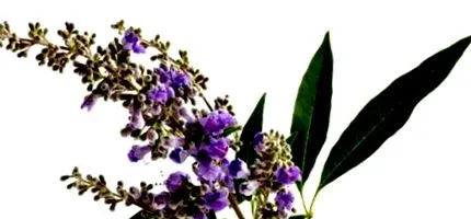 vitex