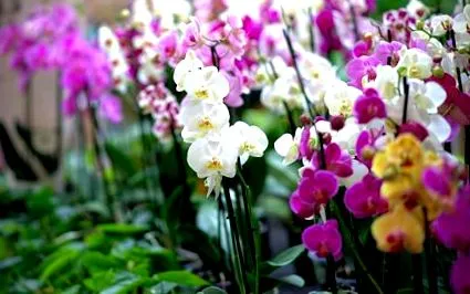 orchideák
