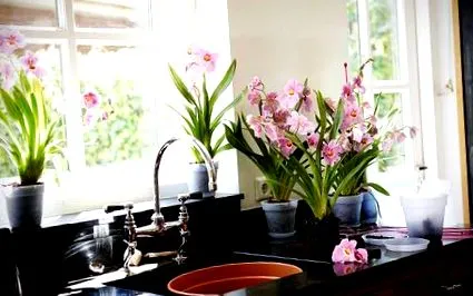 orchideák