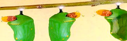koraszülött