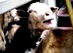 animals