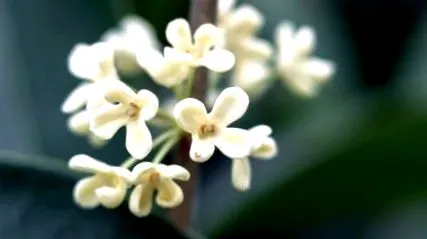osmanthus