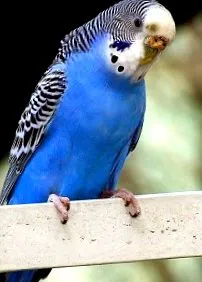 tartott