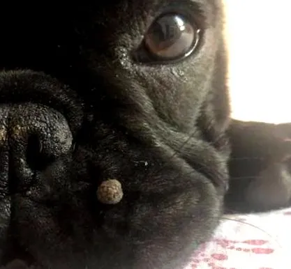 páfrány cani