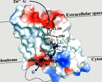 hasnyálmirigyrák szerepe