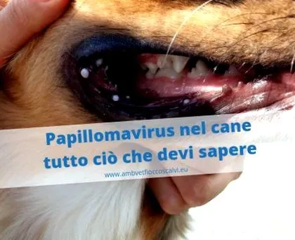 virus virus