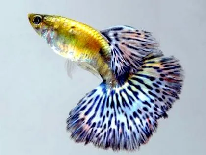 Guppy Fish