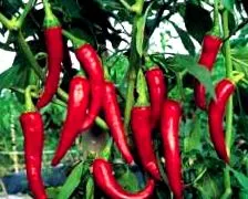 cayenne cayenne