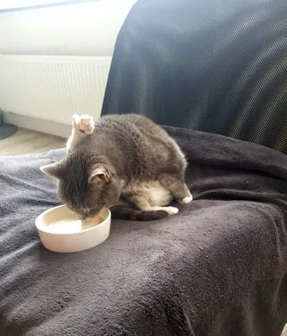 мачки мачки