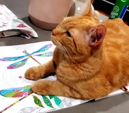 macska mindent