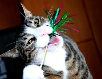 furcsa