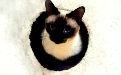 dolgokat
