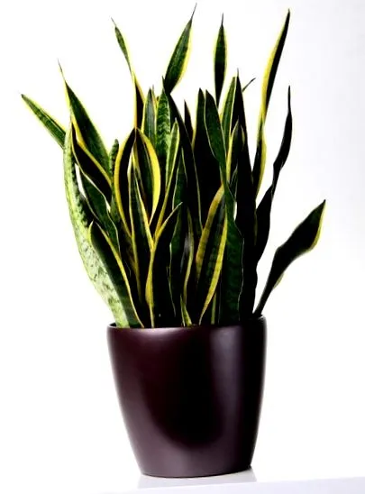 Sansevieria trifasciata materne