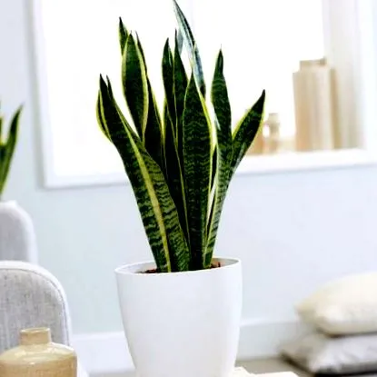 sansevieria limba