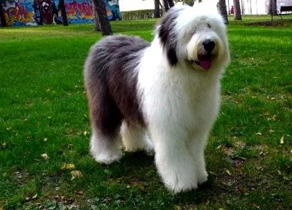 câine