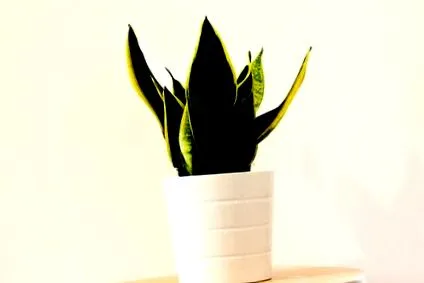 sansevieria грижа
