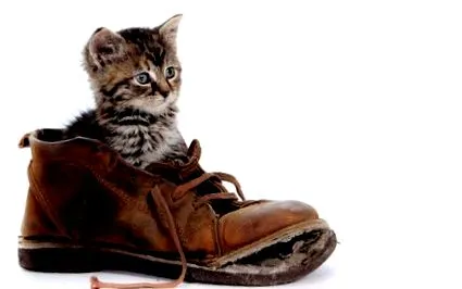 кота коли
