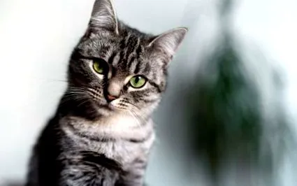 котка