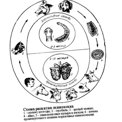 dystoma