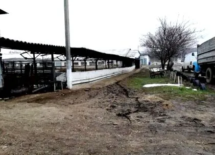 ферми скотарської